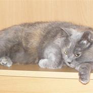 British Shorthair Molly