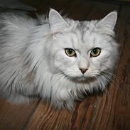 Blanding af racer Dixie