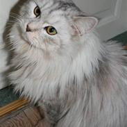 Blanding af racer Dixie