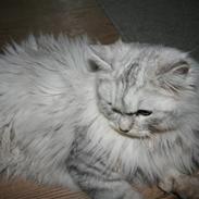 Blanding af racer Dixie