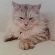 Blanding af racer Dixie