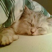 Blanding af racer Dixie