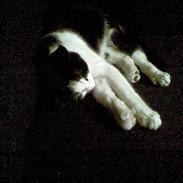 Huskat miickiy