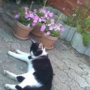 Huskat Muggi *R.I.P.*