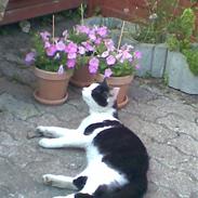 Huskat Muggi *R.I.P.*