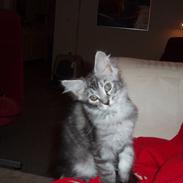 Maine Coon Sille