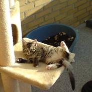 Blanding af racer Müzli