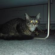 Blanding af racer Müzli