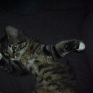 Blanding af racer Müzli