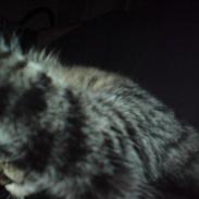 Blanding af racer Müzli