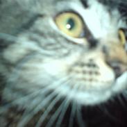 Blanding af racer Müzli