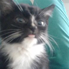 Blanding af racer Diesel