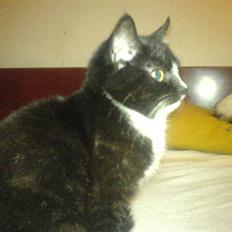 Blanding af racer Diesel