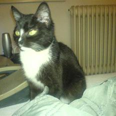 Blanding af racer Diesel