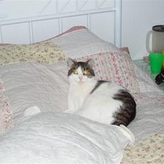 Huskat Fie (forsvundet)