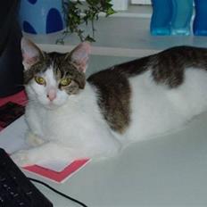 Huskat Fie (forsvundet)