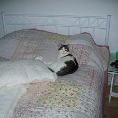 Huskat Fie (forsvundet)