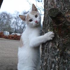 Blanding af racer Kaj