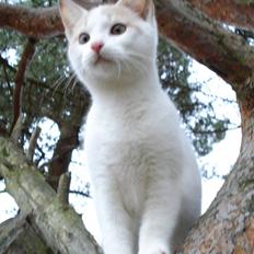 Blanding af racer Kaj