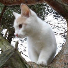 Blanding af racer Kaj