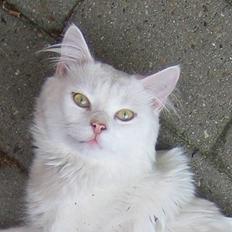 Blanding af racer Albert