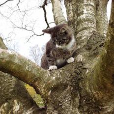 Blanding af racer mie