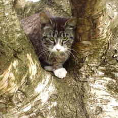 Blanding af racer mie