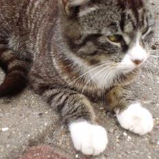 Blanding af racer mie