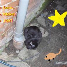 Blanding af racer Luna<3