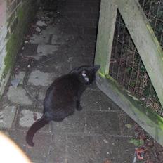 Blanding af racer Luna<3