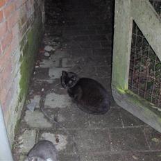 Blanding af racer Luna<3