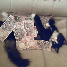 Blanding af racer Fluffy R.I.P