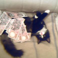 Blanding af racer Fluffy R.I.P