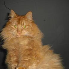 Norsk Skovkat marius