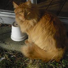 Norsk Skovkat marius