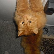 Norsk Skovkat marius