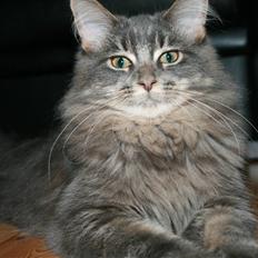 Maine Coon Willie