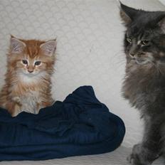Maine Coon Mille