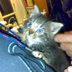 Blanding af racer Tiki