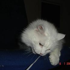 Blanding af racer Bella