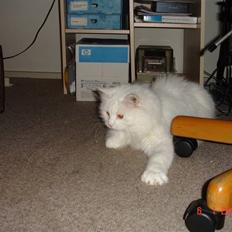 Blanding af racer Bella