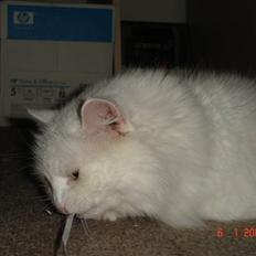 Blanding af racer Bella