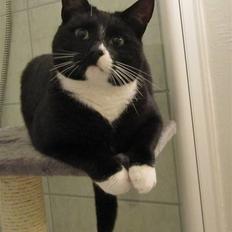 Huskat Middi R.I.P 3. juni 2017