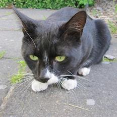 Huskat Middi R.I.P 3. juni 2017