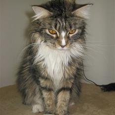 Maine Coon Angel