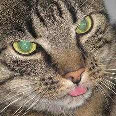 Blanding af racer ((( Sofus )))