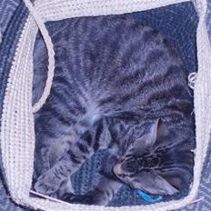 Blanding af racer ((( Sofus )))