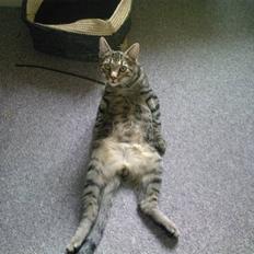 Blanding af racer ((( Sofus )))