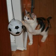 Blanding af racer Trine