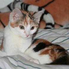 Blanding af racer Trine